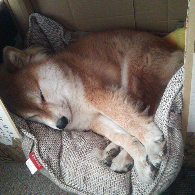 英格拉姆，从明尼苏达到吉林，巨星的跨境征服