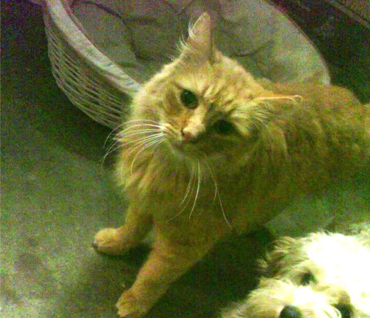 开云体育app-绝境狂飙！深圳上演惊天逆转，福克斯弑旧主成关键先生